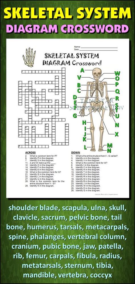 skeletal system body task weebly. . Skeletal system diagram crossword